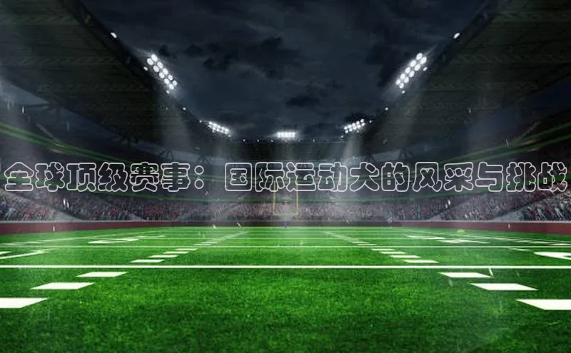 全球顶级赛事：国际运动犬的风采与挑战