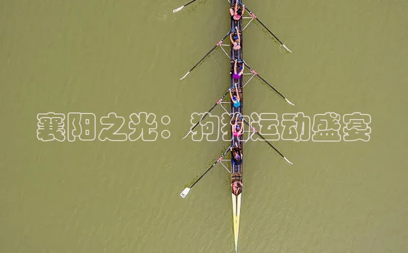 襄阳之光：狗狗运动盛宴